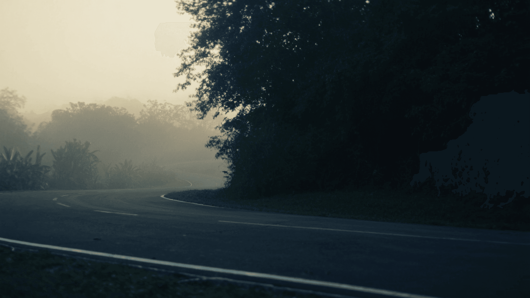 A curving tarmac park connector path at dawn disappearing into soft mist and greenery