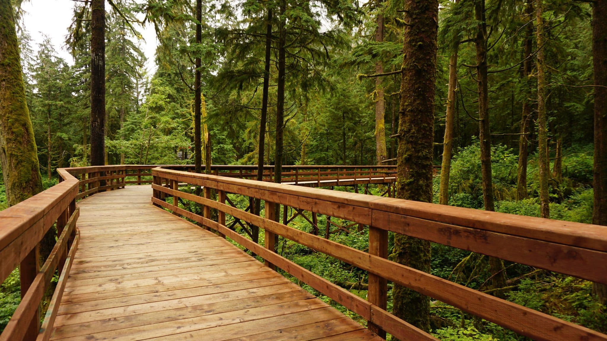 A wooden boardwalk curving through a lush green forest