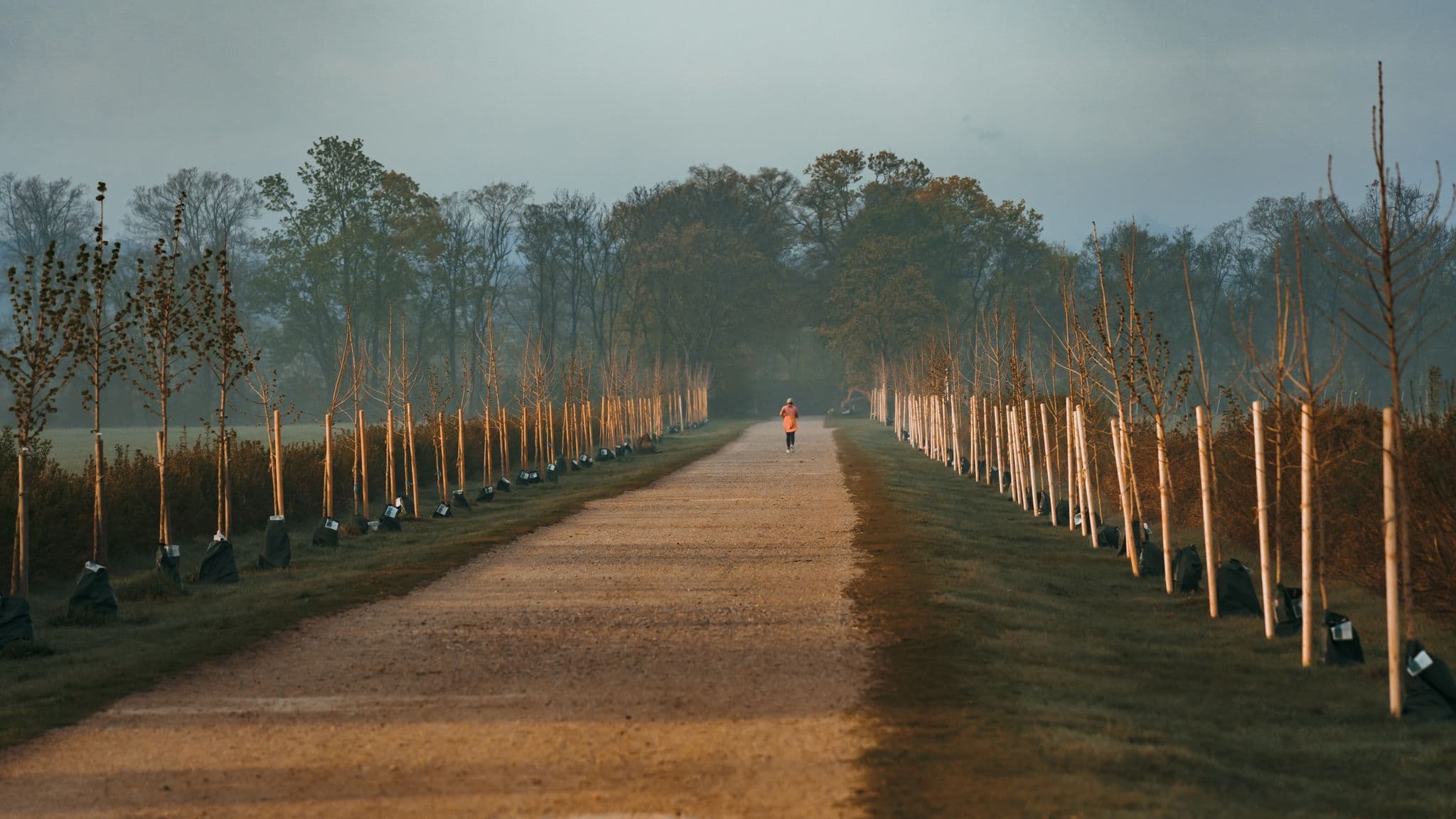 A lone runner on a foggy, tree-lined path in the early morning mist